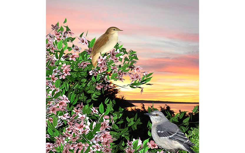 Book illustration